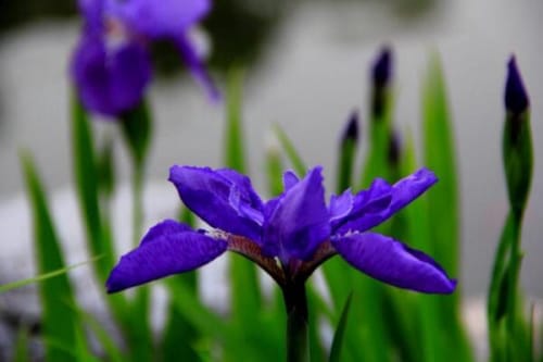 紫罗兰的花语