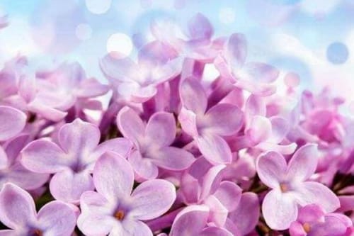 紫丁香花语和寓意