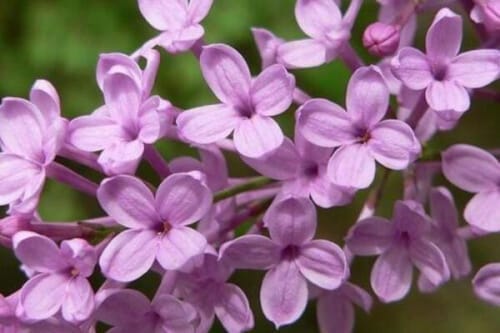 紫丁香花语和寓意