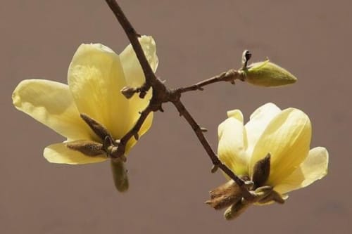 黄玉兰花的花语是什么