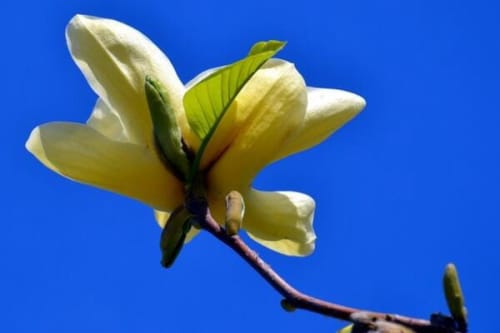 黄玉兰花的花语是什么