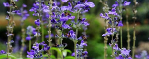 蓝花鼠尾草花语