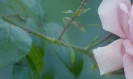 白玫瑰和粉玫瑰的寓意