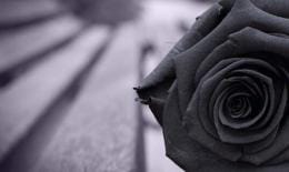 黑色玫瑰花语