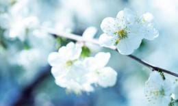 白色的桃花象征着什么