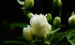 木香花花语