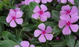 长春花花语和寓意