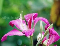 苏木科紫荆花