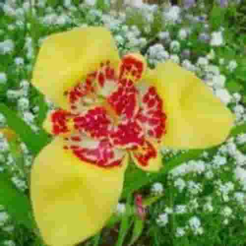 虎皮花