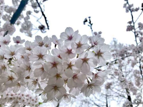 樱花有哪些常见品种