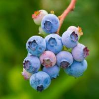 蓝莓