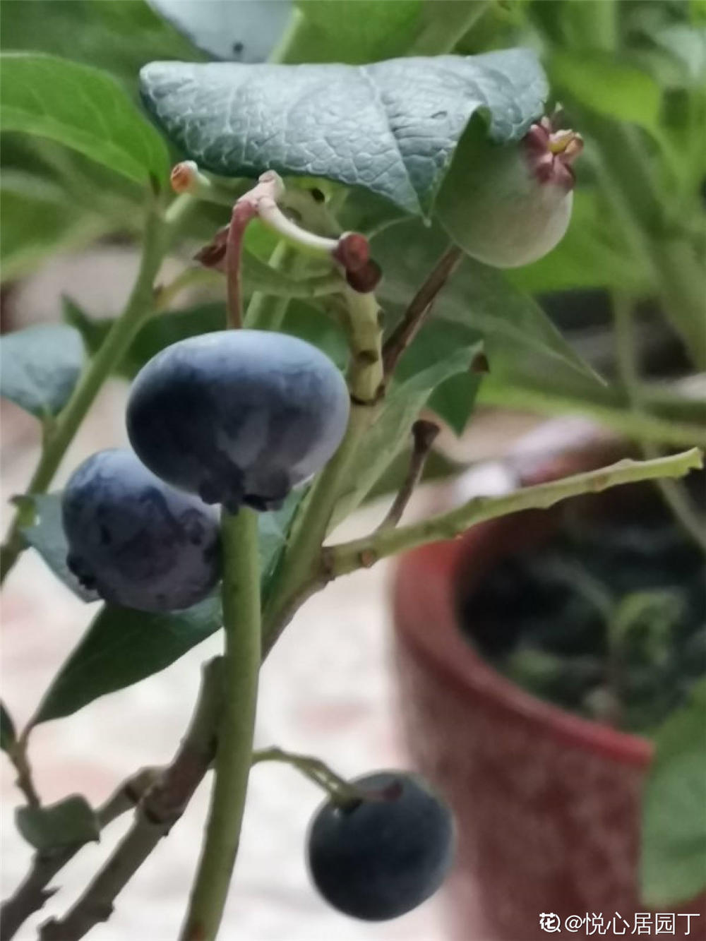 蓝莓树苗怎么种植，如何种的好