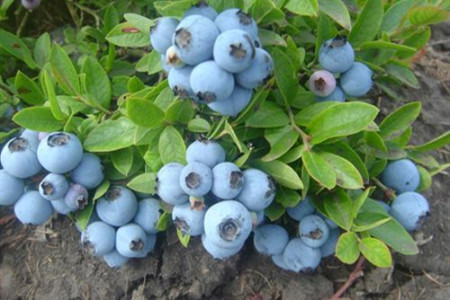 蓝莓春季怎么养