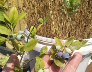 蓝莓树苗怎么种植，如何种的好