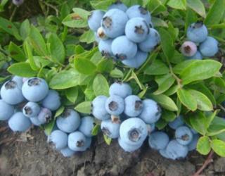 蓝莓春季怎么养