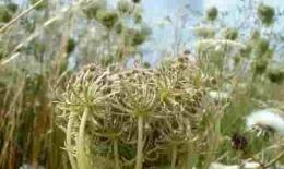 野生胡萝卜籽纯露功效与使用 Wild carrot seed