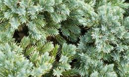 欧洲冷杉精油 Abies alba 减少恋世的倾向，增进对世界的理解