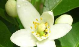 橙花纯露功效与使用 Neroli / Orange blossom