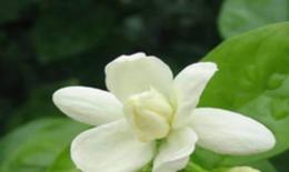 茉莉纯露功效与使用 Jasmine