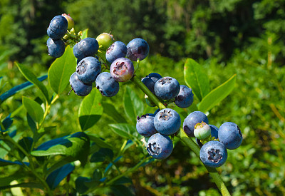 蓝莓多少钱一斤，蓝莓价格