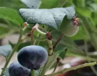 蓝莓种子怎么种