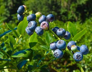 蓝莓多少钱一斤，蓝莓价格
