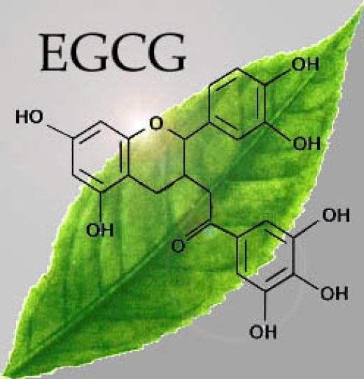 EGCG的功效与作用：解析绿茶中的神奇成分