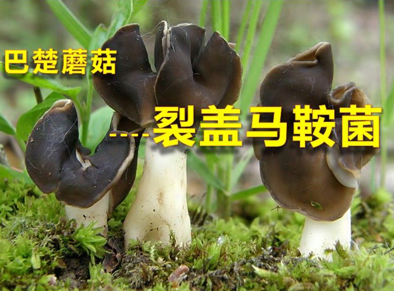巴楚蘑菇的功效(巨好吃的巴楚蘑菇，营养丰富，健康美味)