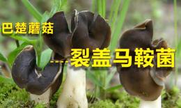 巴楚蘑菇的功效(巨好吃的巴楚蘑菇，营养丰富，健康美味)