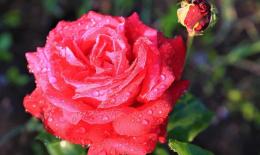 玫瑰草精油：护肤美容的必备神器