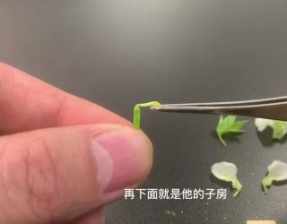 豌豆花的功效与作用(豌豆花的功效与作用：美容养颜、清热解毒、润肺止咳) 