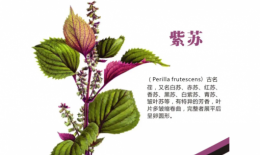 精油知识 | 紫苏