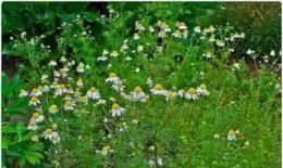 芳疗小知识｜倍半萜烯总论