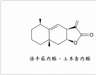 芳疗小知识｜倍半萜内酯 - 土木香内酯