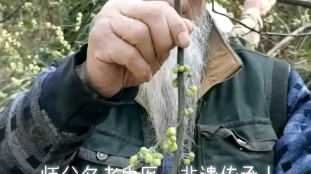 山苍子花的功效与作用(山苍子花的功效与作用，解析山苍子花的神奇功效) 