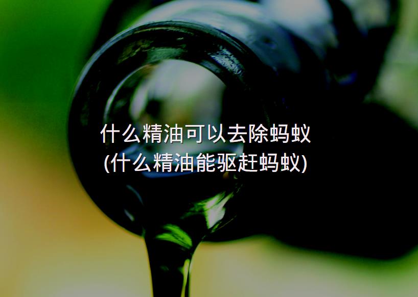 什么精油可以去除蚂蚁(什么精油能驱赶蚂蚁)