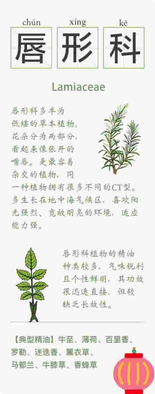 精油的15种植物科属知识卡  系列一