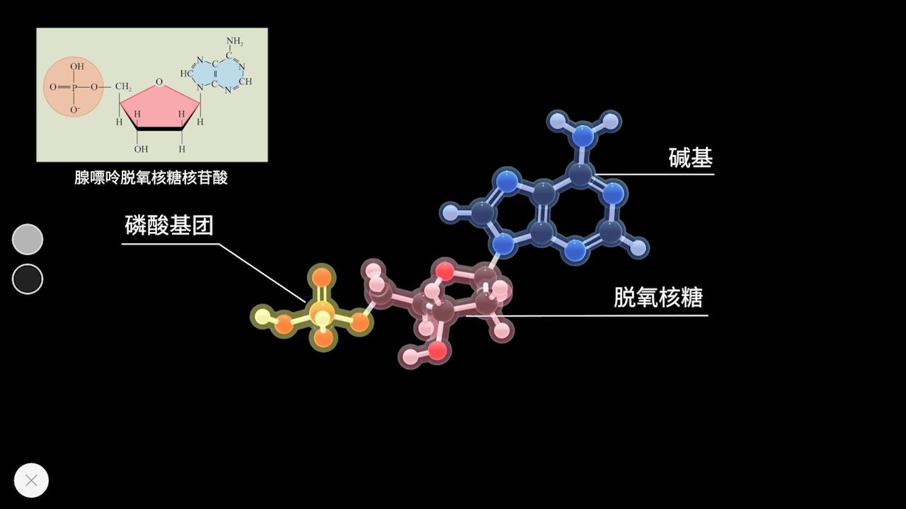 d核糖的作用和功效(d核糖：促进免疫力，提高体能)