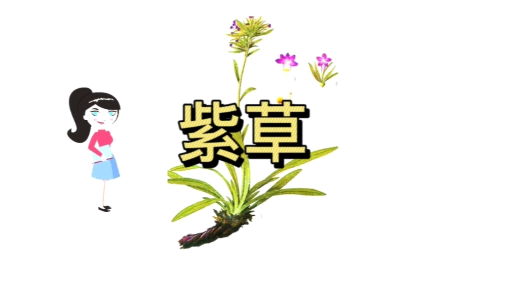 北紫草的功效与作用(北紫草：祛风消肿，止痛生肌)