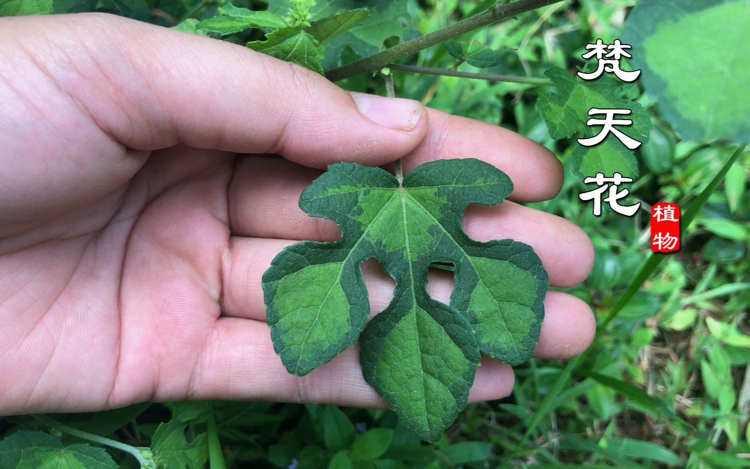 狗脚迹的功效与作用(狗脚迹:了解你的宠物行为和健康状态)