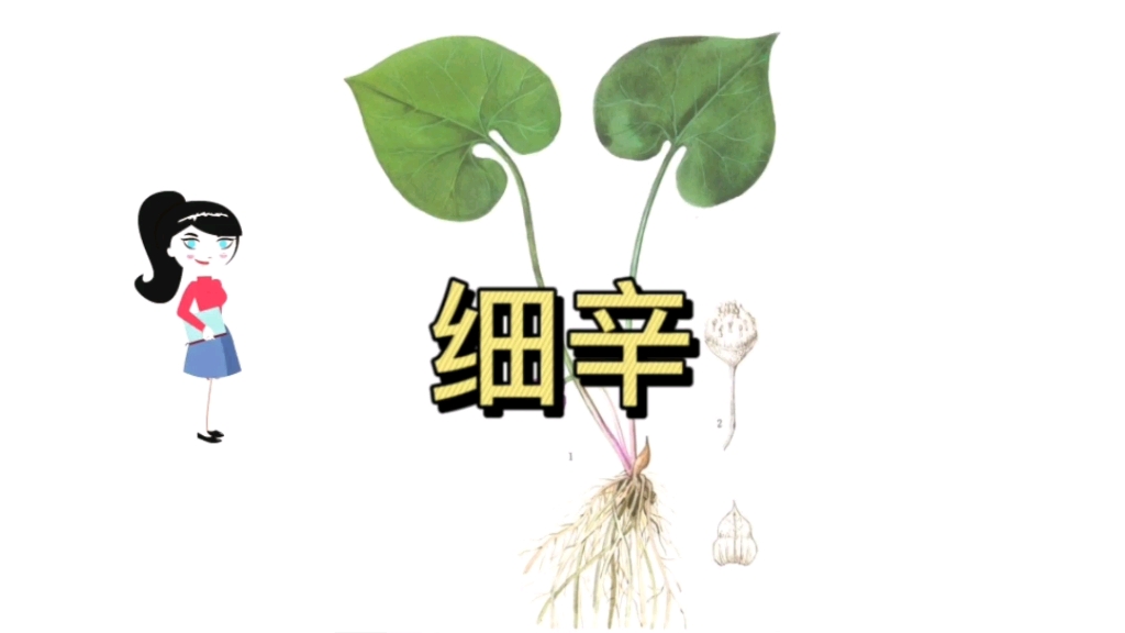 中药藁本的功效与作用(藁本功效大全，中药藁本的作用详解)