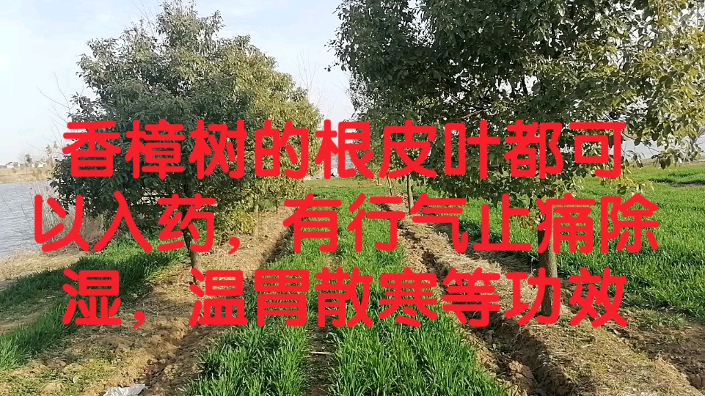 香樟叶的功效与作用(香樟叶功效大揭秘，抗菌消炎祛湿气)