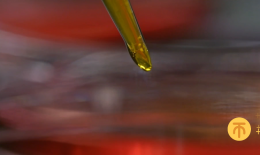 黄莲泡酒的功效与作用(黄莲泡酒的好处：清热解毒，润肺止咳) ...