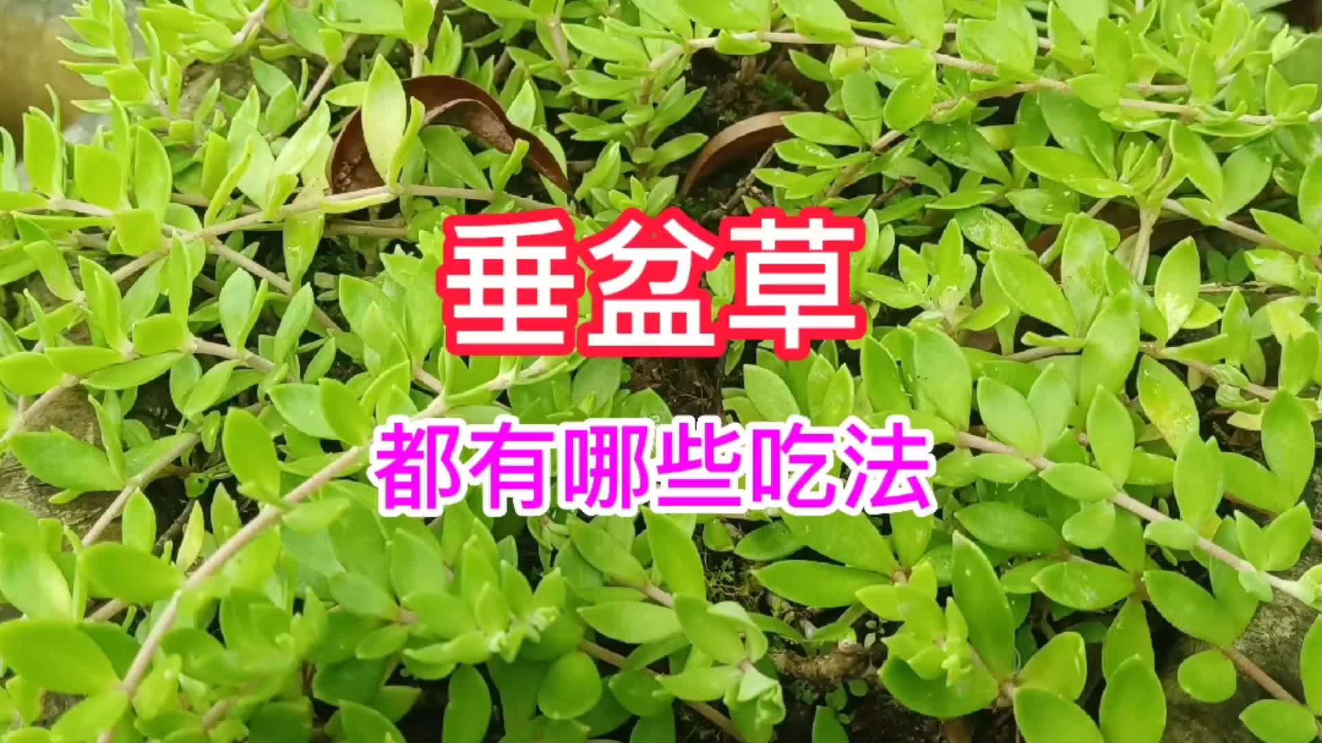 明月草的功效和吃法(明月草的功效与吃法，让你健康又美丽)