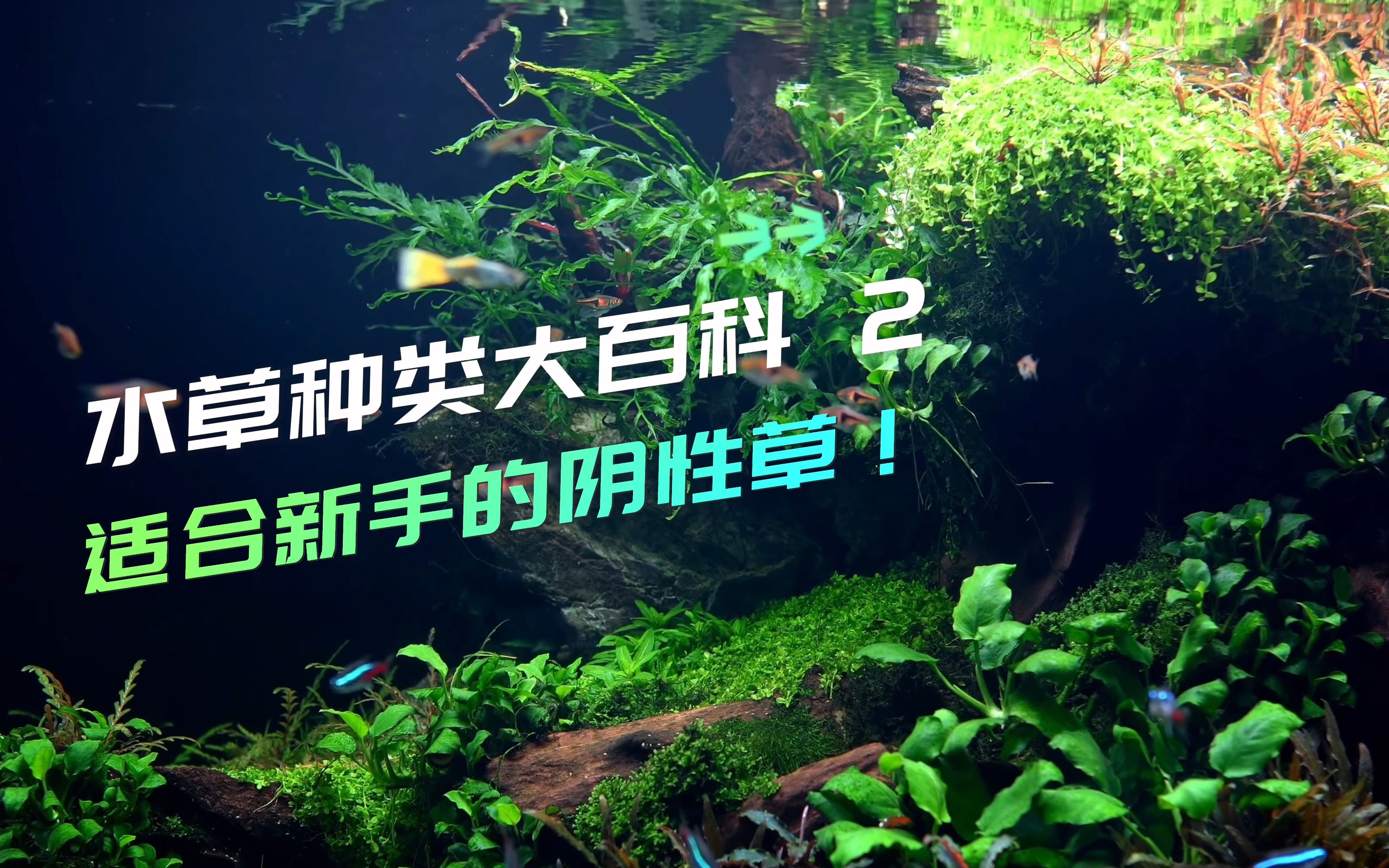 明月草的功效和吃法(明月草的功效与吃法，让你健康又美丽)