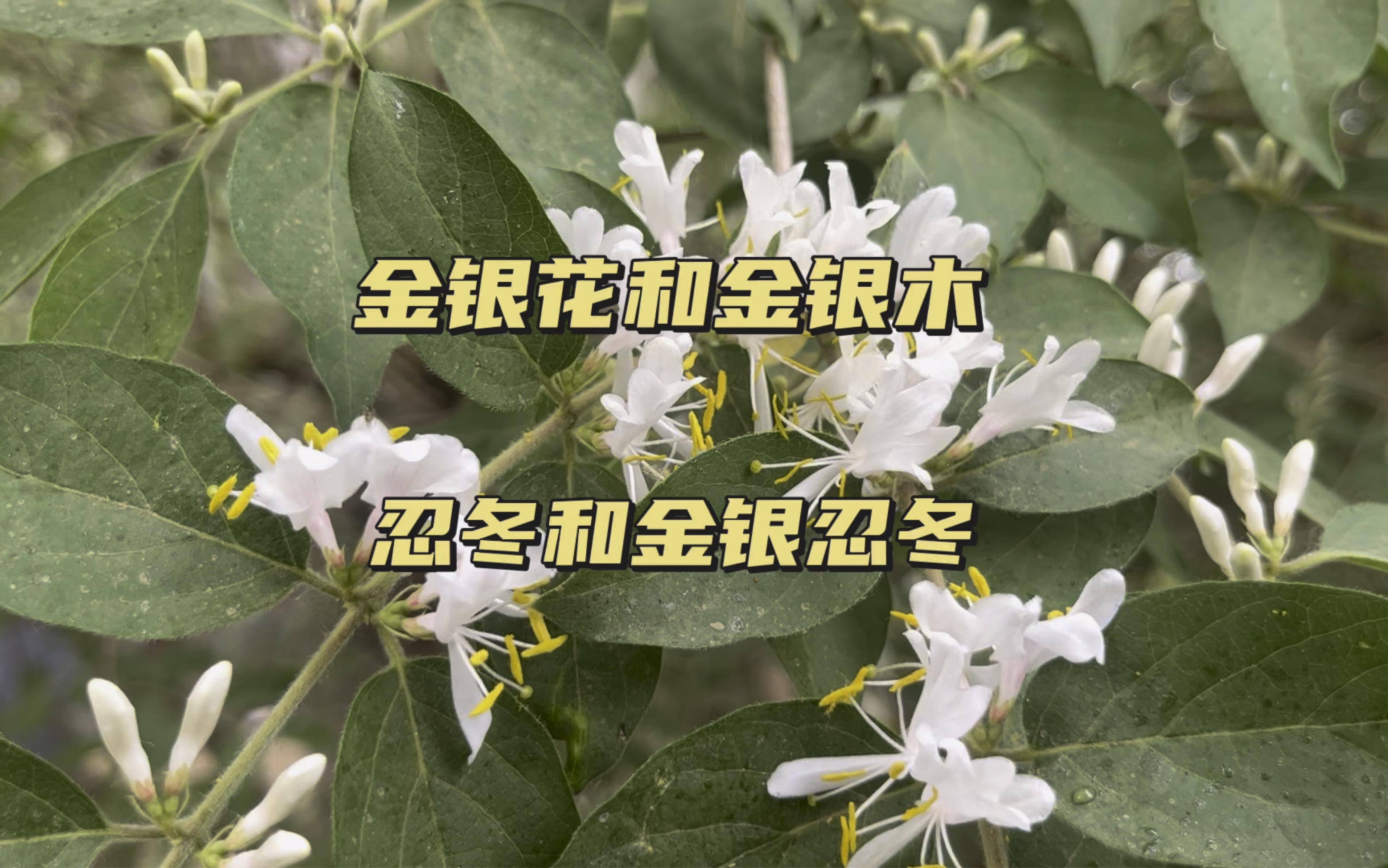 忍冬草的功效与作用(忍冬草功效大揭秘，祛湿止痛，抗炎镇痛) ...