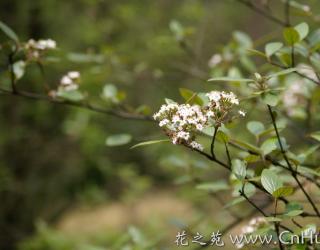 羊屎条花