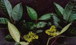 吴茱萸根