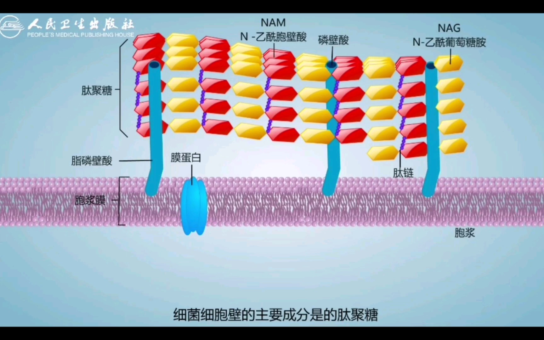 六霉素针水功效作用(六霉素针水：高效治疗感染的良药)