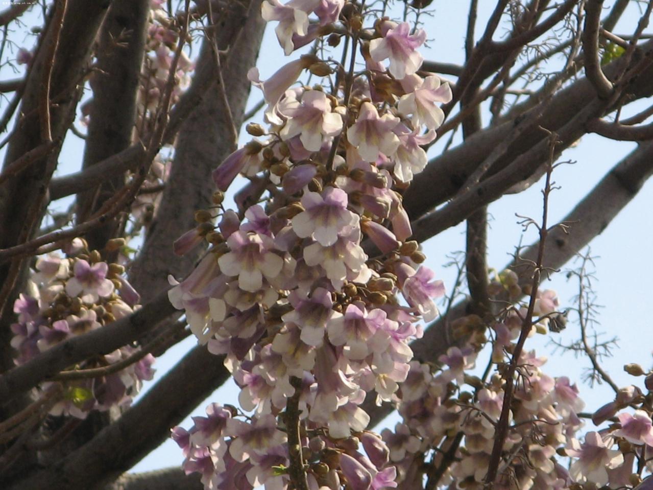 泡桐花